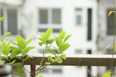 北部適合種的水果|藍山園藝